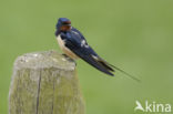 Boerenzwaluw (Hirundo rustica)