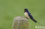 Barn Swallow (Hirundo rustica)