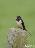 Boerenzwaluw (Hirundo rustica)