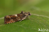 Bonte Fruitbladroller (Eudemis profundana)