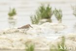 Dunlin (Calidris alpina)