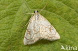 Bonte Valkmot (Evergestis pallidata)