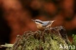 Eurasian Nuthatch (Sitta europaea)