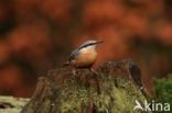 Eurasian Nuthatch (Sitta europaea)