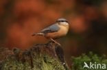 Eurasian Nuthatch (Sitta europaea)