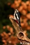 Eurasian Nuthatch (Sitta europaea)