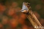 Eurasian Nuthatch (Sitta europaea)