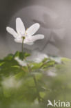 Bosanemoon (Anemone nemorosa)