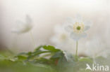 Bosanemoon (Anemone nemorosa)