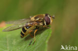 hoverfly (Syrphus torvus)