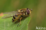 Bosbandzwever (Syrphus torvus)