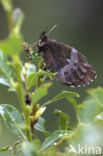 Boserebia (Erebia ligea)