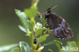 Arran Brown (Erebia ligea)