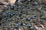 forest dung beetle (Anoplotrupes stercorosus)
