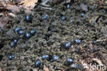 Bosmestkever (Anoplotrupes stercorosus)