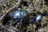 forest dung beetle (Anoplotrupes stercorosus)