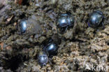 forest dung beetle (Anoplotrupes stercorosus)