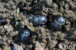 forest dung beetle (Anoplotrupes stercorosus)