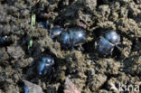 forest dung beetle (Anoplotrupes stercorosus)