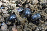 forest dung beetle (Anoplotrupes stercorosus)