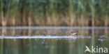 Wood Sandpiper (Tringa glareola)