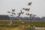 Brandgans (Branta leucopsis)