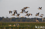 Brandgans (Branta leucopsis)