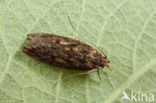 Bruine Huismot (Hofmannophila pseudospretella)