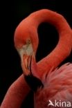 Caribische Flamingo (Phoenicopterus ruber ruber)