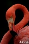 Caribische Flamingo (Phoenicopterus ruber ruber)