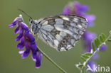 Dambordje (Melanargia galathea)