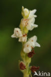 Dennenorchis (Goodyera repens)