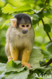 Squirrel Monkey (Saimiri spec.)