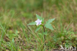 Doornappel (Datura stramonium)