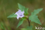 Doornappel (Datura stramonium)