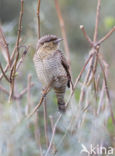 Eurasian Wryneck (Jynx torquilla)