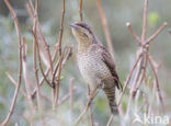 Eurasian Wryneck (Jynx torquilla)