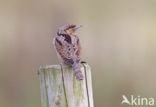 Eurasian Wryneck (Jynx torquilla)