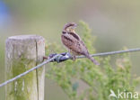 Eurasian Wryneck (Jynx torquilla)