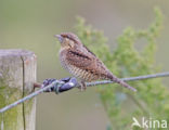 Eurasian Wryneck (Jynx torquilla)