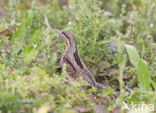 Eurasian Wryneck (Jynx torquilla)