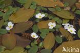 Floating Waterplantain (Luronium natans)