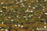 Floating Waterplantain (Luronium natans)