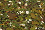 Floating Waterplantain (Luronium natans)