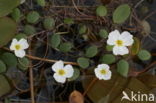 Floating Waterplantain (Luronium natans)