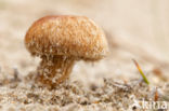 Psathyrella ammophila