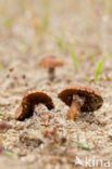 Duinfranjehoed (Psathyrella ammophila)