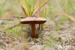 Psathyrella ammophila