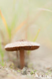 Psathyrella ammophila