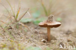 Psathyrella ammophila